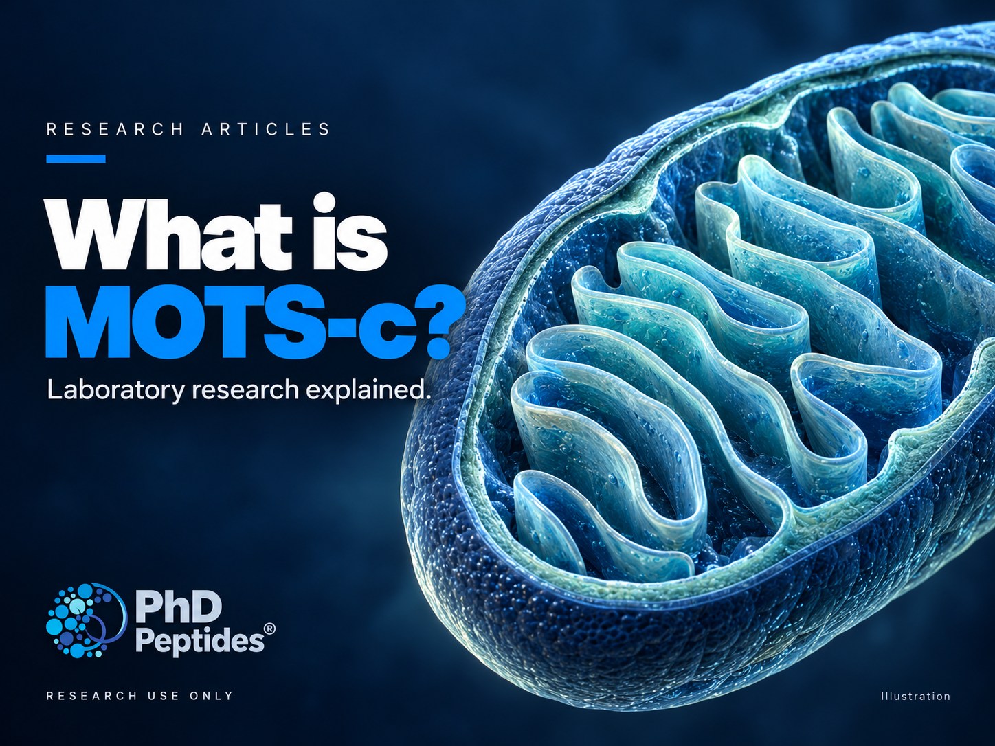 Schematische Schnittdarstellung eines Mitochondriums neben dem Titel „Was ist MOTS-c?“, einem Leitfaden für die Laborforschung von PhD Peptides