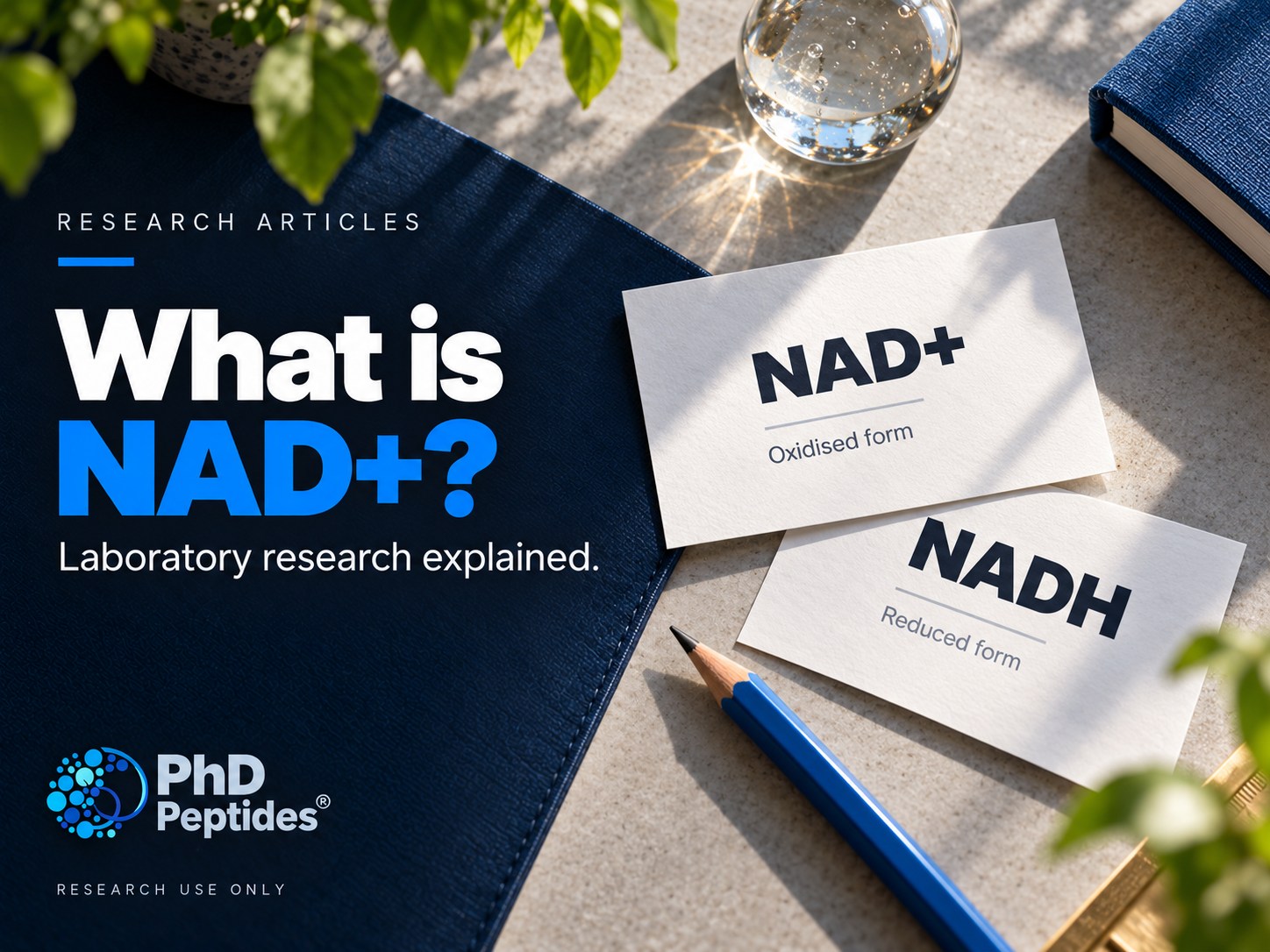 Escritorio de investigación fotográfica de colores vivos con tarjetas de referencia sobre el « NAD+ » y el NADH, y el título «¿Qué es el NAD+?», de PhD Peptides